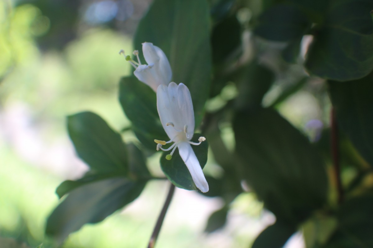 Lonicera japonica Thunb.